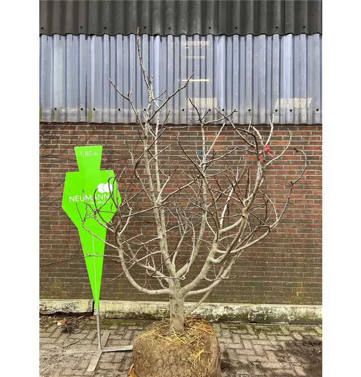Feige - Ficus carica CAC - Collection