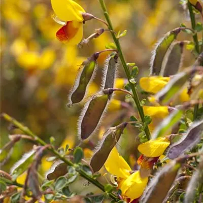 im Container 40 - 50 - Geissklee, Besenginster - Cytisus 'Andreanus Splendens'