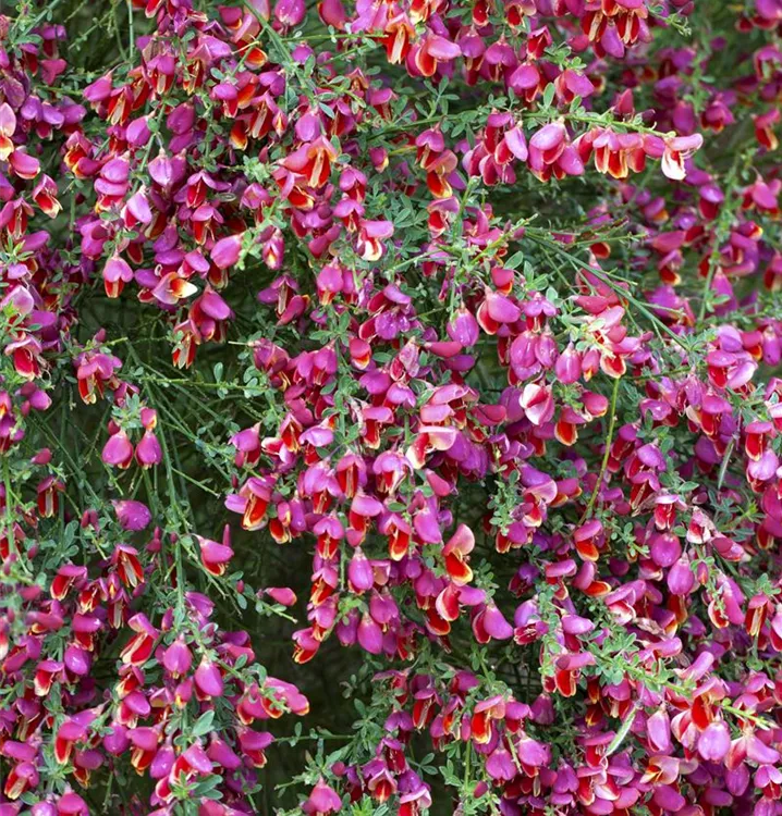 Geissklee, Besenginster - Cytisus 'Roter Favorit'
