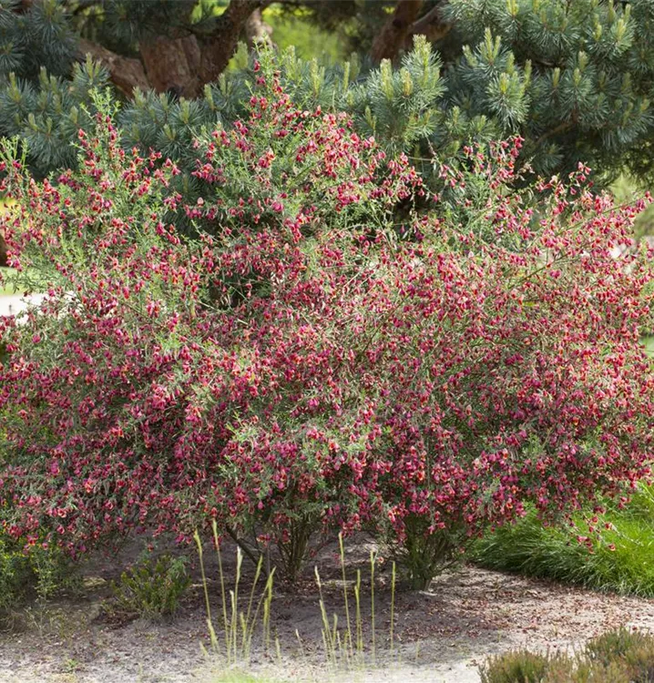 Genêt 'Boskoop Ruby'