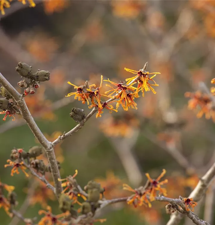 Zaubernuss 'Aphrodite' - Hamamelis interm.'Aphrodite' - Collection