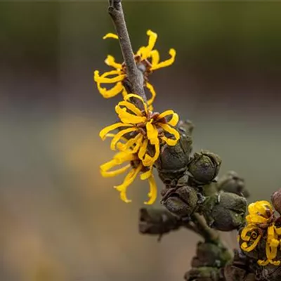 C 3 40- 60 - Zaubernuss 'Doerak' - Hamamelis interm.'Doerak' - Collection