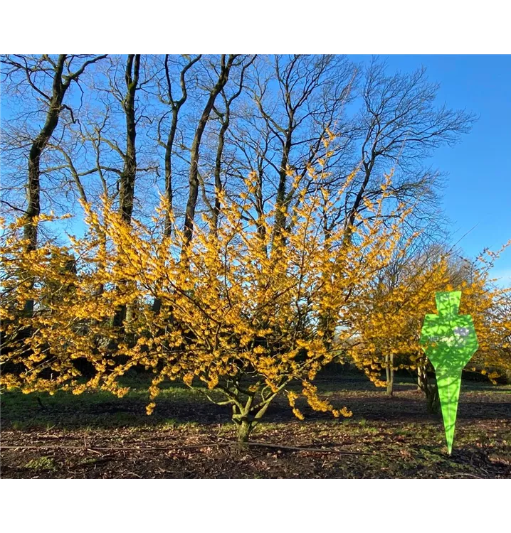 Zaubernuss 'Orange Glow' - Hamamelis interm.'Orange Glow' - Collection