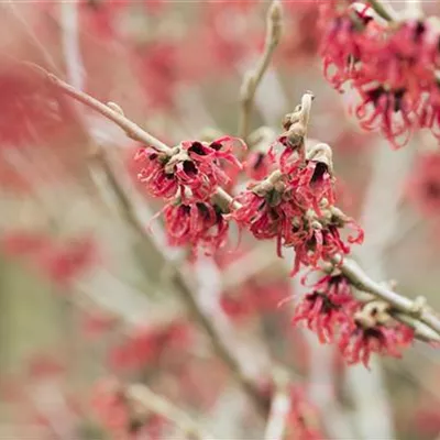 C 3 40- 60 - Chinesische Zaubernuss - Hamamelis mollis - Collection