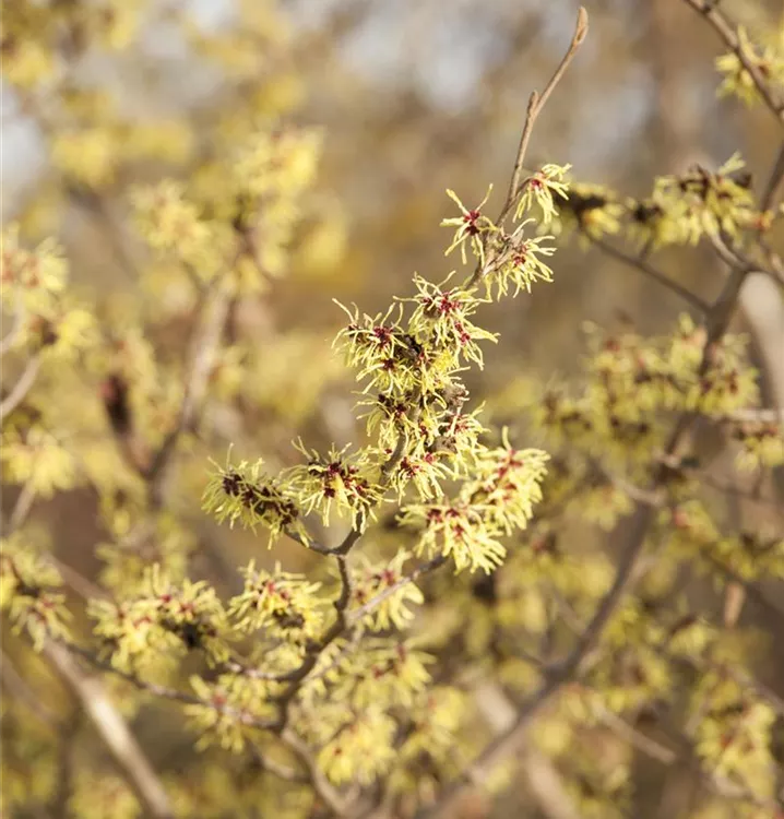 Herbstblühende Virginische Zaubernuss - Hamamelis virginiana - Collection