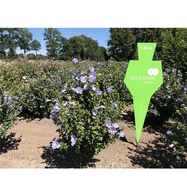 Garteneibisch 'Blue Bird' - Hibiscus syriacus 'Blue Bird' - Collection