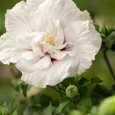 Sol 3xv mB 60- 80 - Garteneibisch 'White Chiffon' -R- - Hibiscus syriacus 'White Chiffon' -R- - Collection