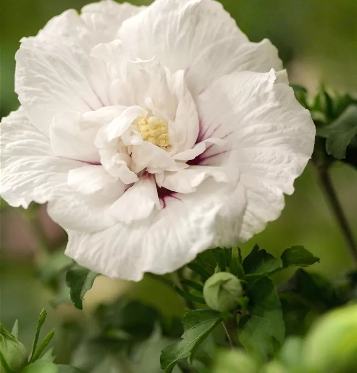 Garteneibisch 'White Chiffon' -R- - Hibiscus syriacus 'White Chiffon' -R- - Collection