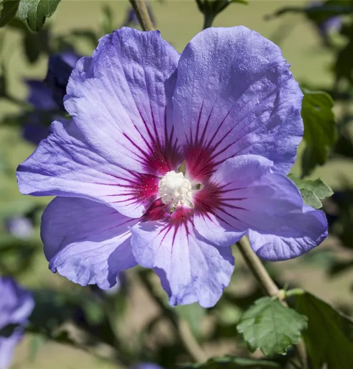 Garteneibisch 'Coelestis' - Hibiscus syriacus 'Coelestis' - Collection