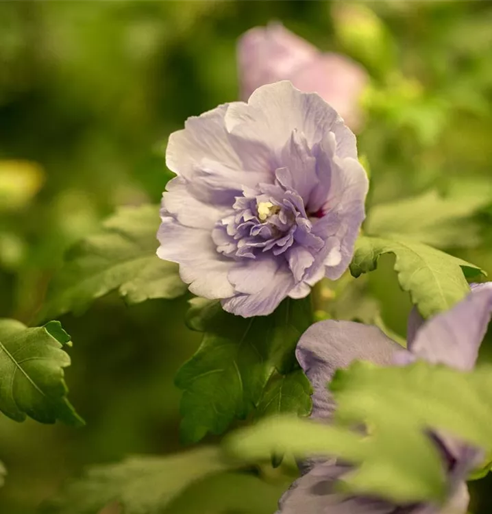 Garteneibisch 'Lavender Chiffon' -R- - Hibiscus syriacus 'Lavender Chiffon' -R- - Collection