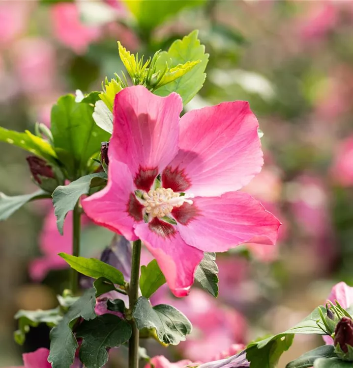 Garteneibisch 'Pink Flirt' - Hibiscus syriacus 'Pink Flirt' - Collection