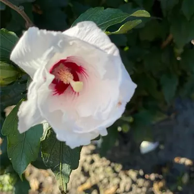 Sol 3xv mB 60- 80 - Garteneibisch 'Red Heart' - Hibiscus syriacus 'Red Heart' - Collection