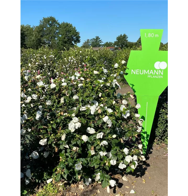 Garteneibisch 'Totus Albus' - Hibiscus syriacus 'Totus Albus' - Collection