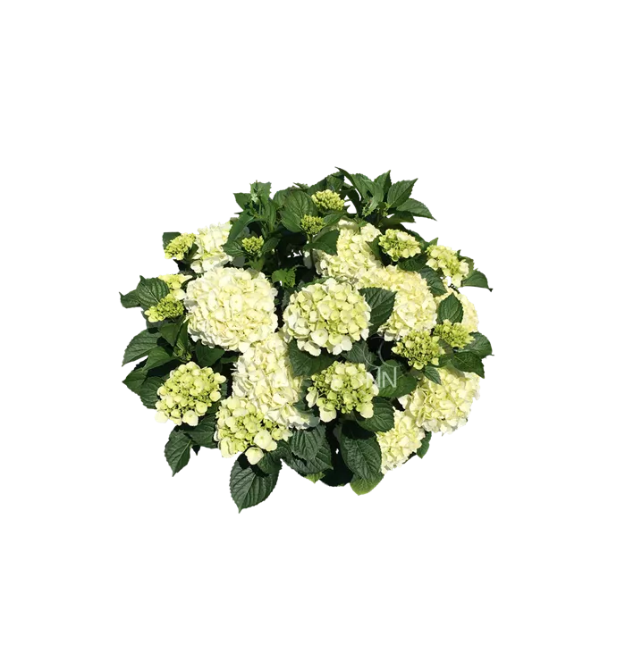 Bauernhortensie i.S. - Hydrangea m. i.S. - Collection