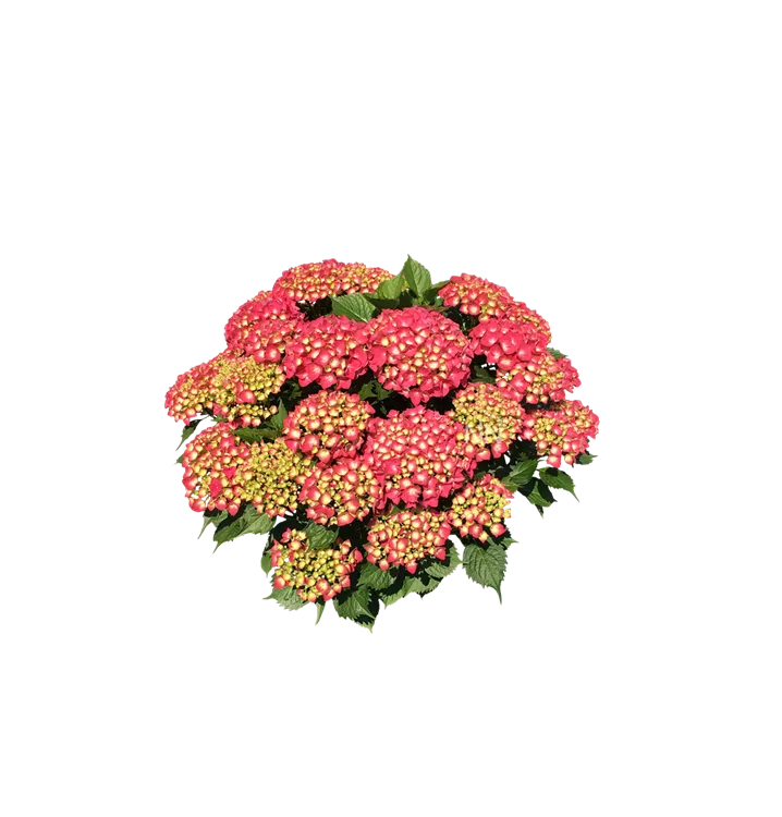 Bauernhortensie 'Leuchtfeuer' - Hydrangea m. 'Leuchtfeuer' - Collection