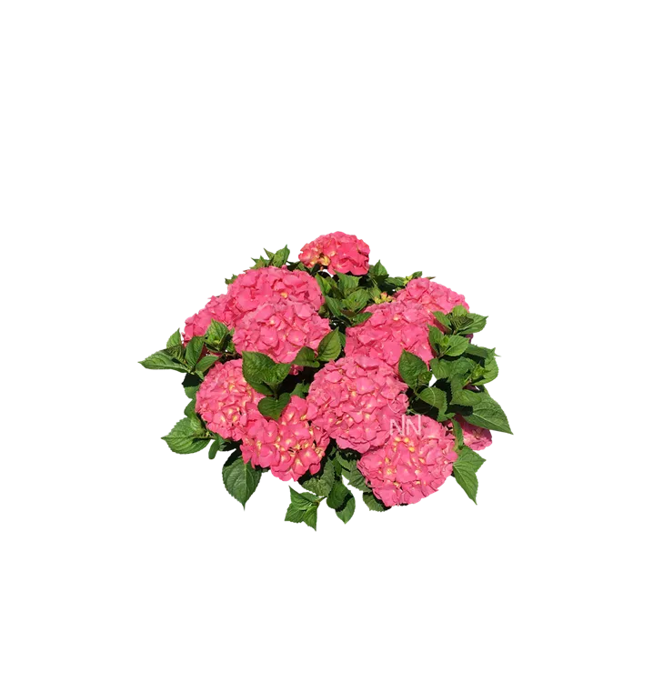 Bauernhortensie 'Rosita' - Hydrangea m. 'Rosita' - Collection