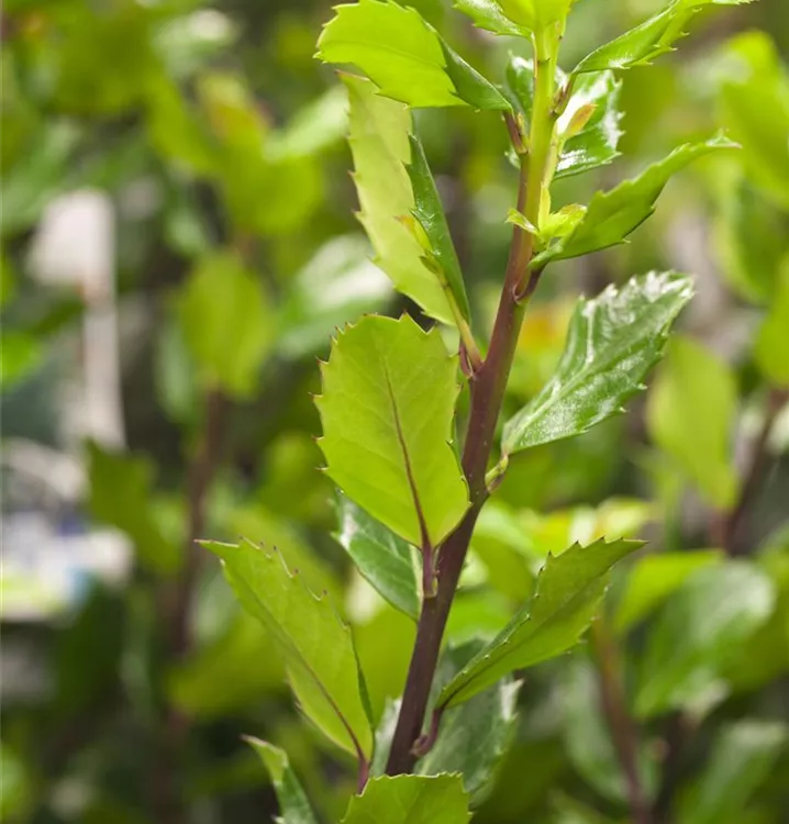 Stechpalme männlich 'Blue Prince' -R- - Ilex meserveae 'Blue Prince' -R- - Collection