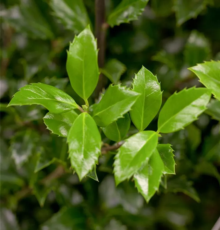 Stechpalme 'Heckenstar' -S- - Ilex meserveae 'Heckenstar' -S- - Collection