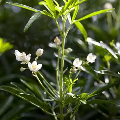 im Container 40 - 50 - Orangenblume - Choisya ternata 'White Dazzler'