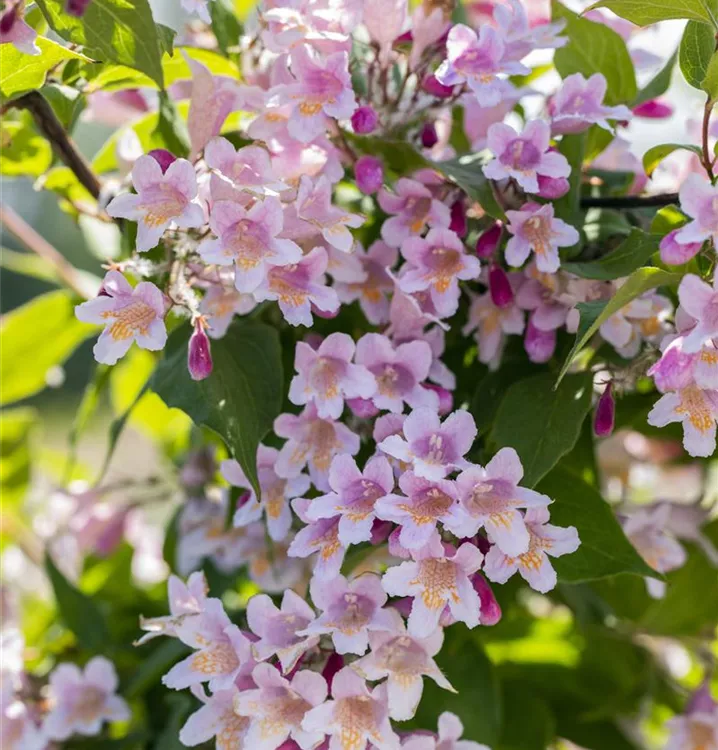 Perlmuttstrauch 'Rosea' - Kolkwitzia amabilis 'Rosea' - Collection