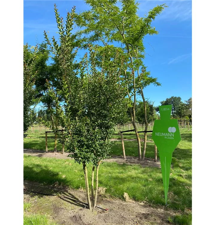 Chinesische Kräuselmyrte 'Muskogee' - Lagerstroemia indica 'Muskogee' - Collection