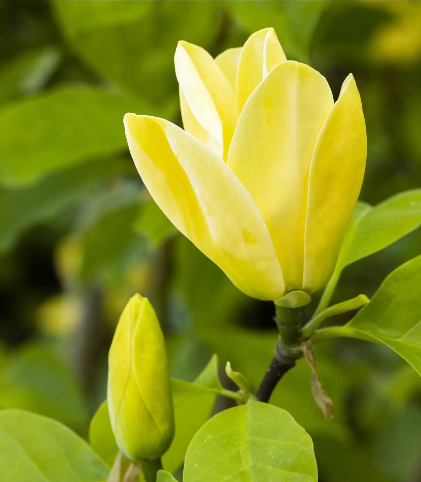 Magnolia 'Yellow Bird' - Collection