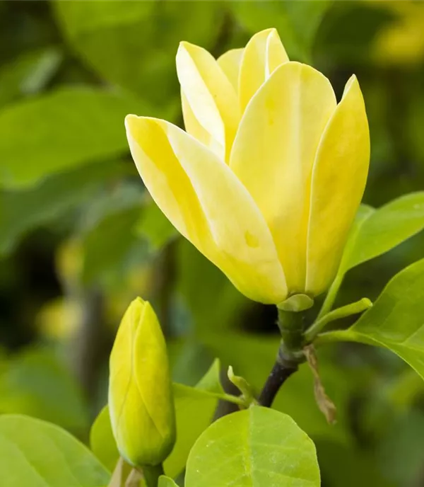 Magnolia 'Yellow Bird' - Collection