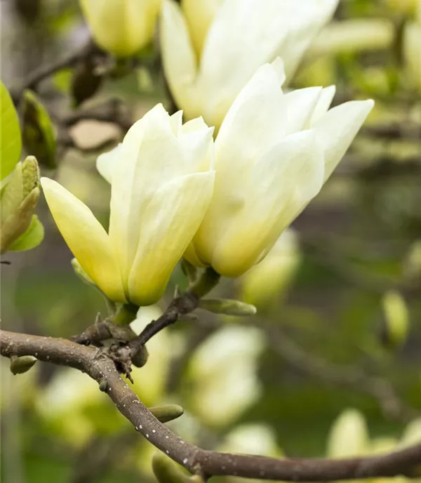 Magnolia 'Yellow River' - Collection
