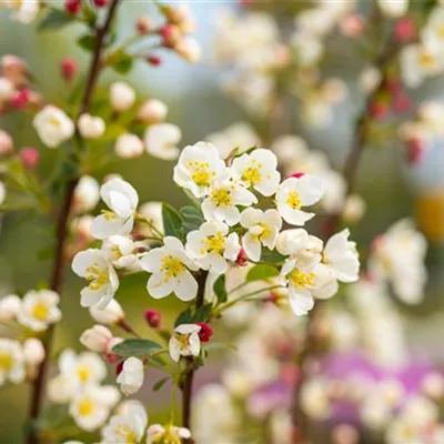 H C 90 20- 25 - Zierapfel 'Adirondack' - Malus 'Adirondack' - Collection
