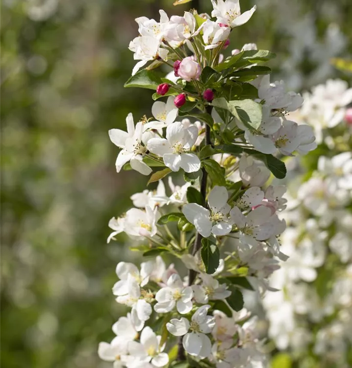 Zierapfel 'Beverly' - Malus 'Beverly' - Collection