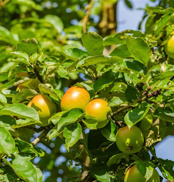 Apfel 'Cox Orange Queen' mittel - Malus 'Cox Orange Queen' CAC - Collection