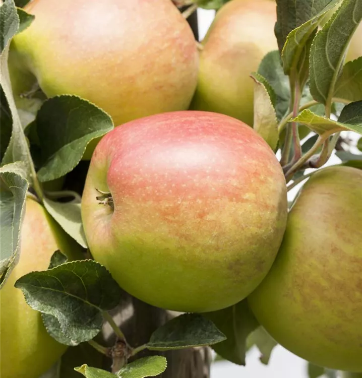 Apfel 'Pfirsichroter Sommerapfel' früh - Malus 'Pfirsichroter Sommerapfel' CAC - Collection