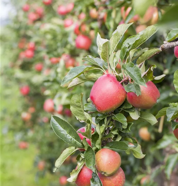 Apfel 'Retina' -S- mittel - Malus 'Retina' -S- CAC - Collection