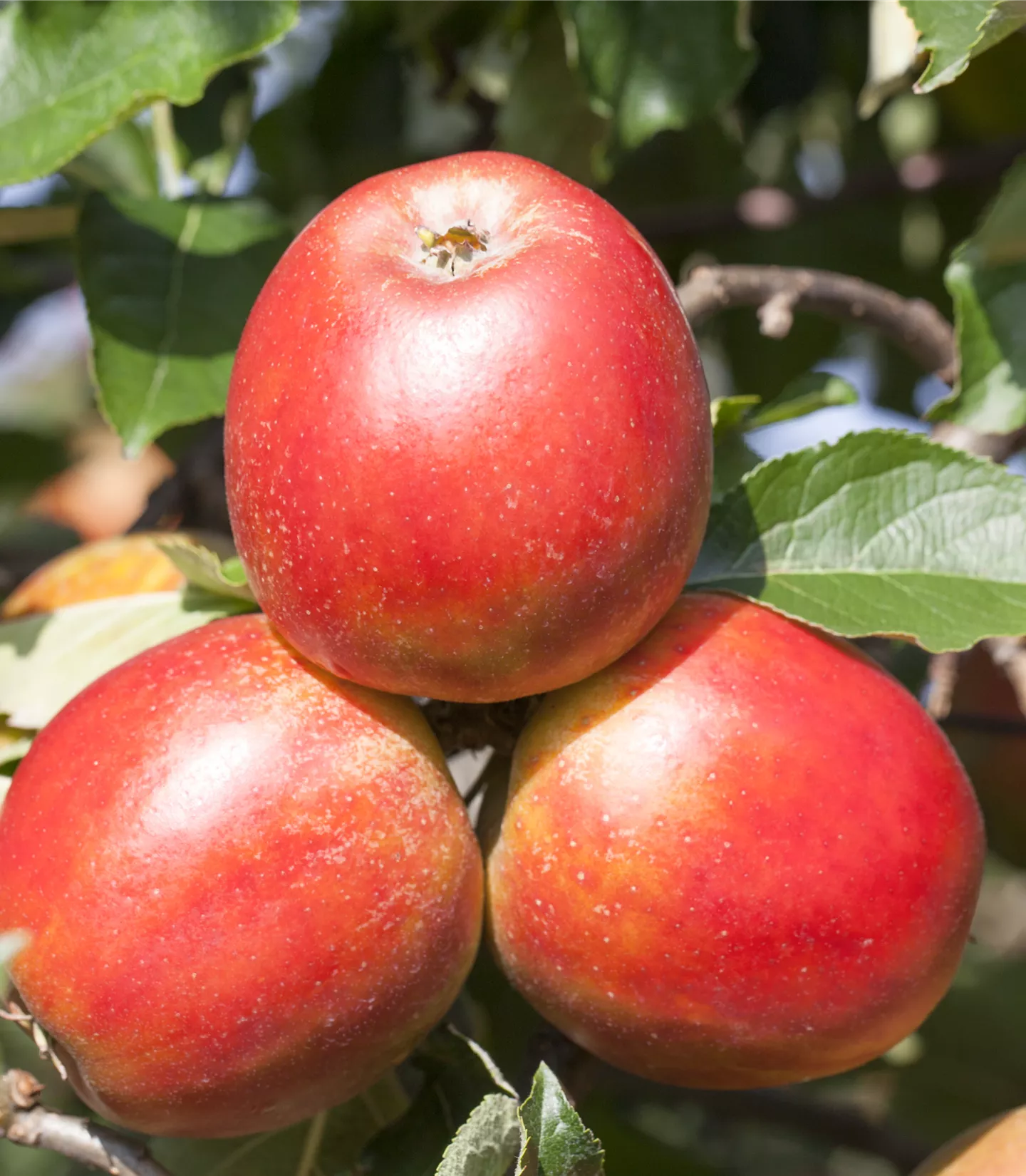Malus 'Gerlinde' -S- CAC - Collection