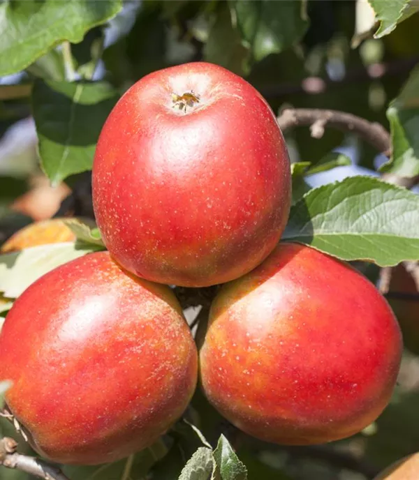 Malus 'Gerlinde' -S- CAC - Collection