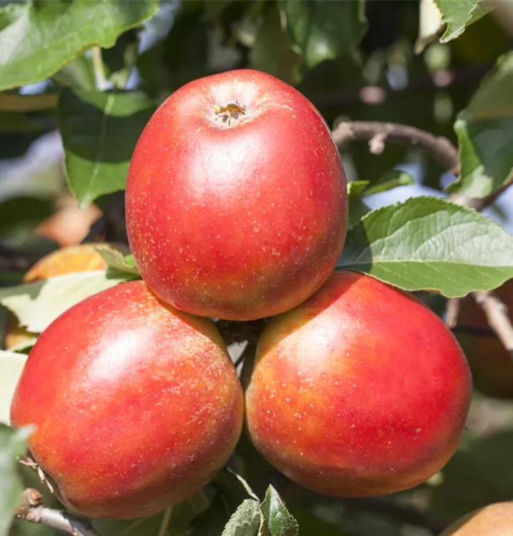 Apfel 'Gerlinde' -S- mittel - Malus 'Gerlinde' -S- CAC - Collection