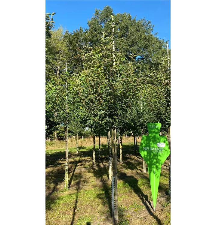 Apfel 'Goldrenette Fr.v.Berlepsch' mittel - Malus 'Goldrenette Fr.v.Berlepsch' CAC - Collection