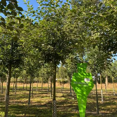 H 4xv mDb 20- 25 - Apfel 'Gravensteiner' mittel - Malus 'Gravensteiner' CAC - Collection