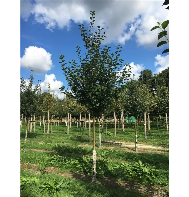 Apfel 'Jakob Lebel' mittel - Malus 'Jakob Lebel' CAC - Collection
