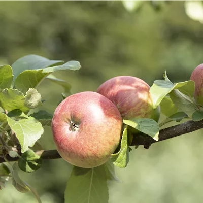 ha 3xv mDb 10- 12 - Apfel 'Roter James Gr.Typ Neumann' früh - Malus 'Roter James Gr. Typ Neumann' CAC - Collection