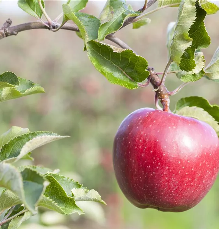Apfel 'Mc.Intosh Rogers' mittel - Malus 'Mc.Intosh Rogers' CAC - Collection