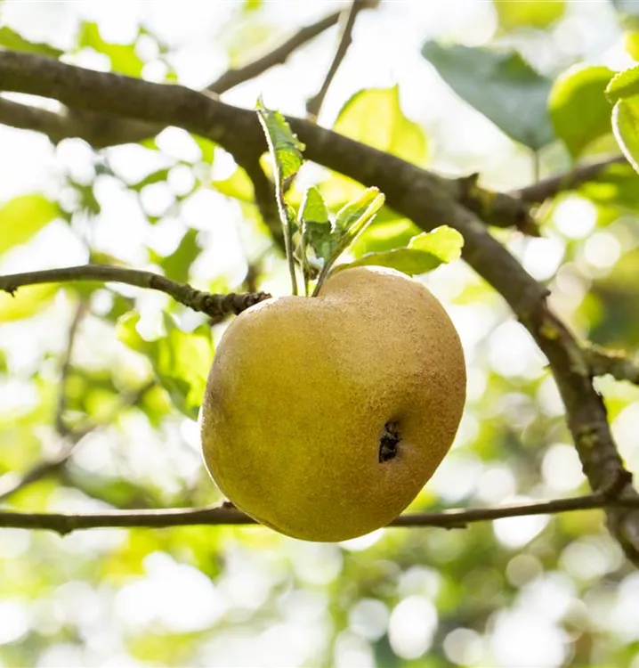 Apfel 'Parkers Pepping' - Malus 'Parkers Pepping' CAC - Collection