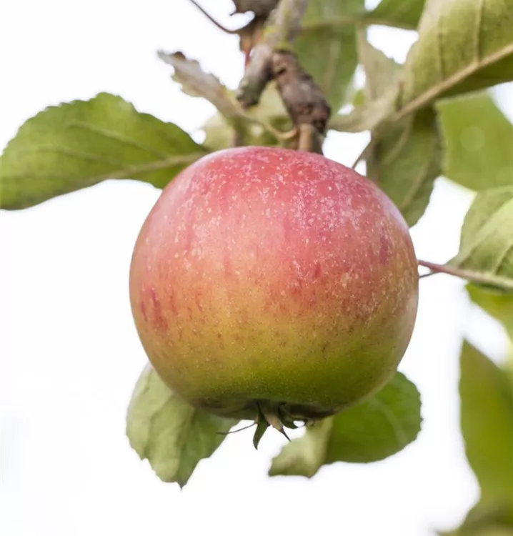 Apfel 'Piros' -S- früh - Malus 'Piros' -S- CAC - Collection