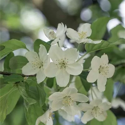 Sol 3xv mDb 100- 125 - Zierapfel 'Professor Sprenger' - Malus 'Professor Sprenger' - Collection