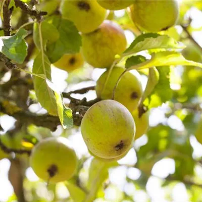 ha 3xv mDb 10- 12 - Apfel 'Purpurroter Cousinot' spät - Malus 'Purpurroter Cousinot' CAC - Collection