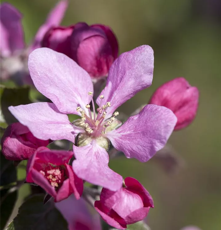 Zierapfel 'Royal Raindrops' -R--S- - Malus 'Royal Raindrops' -R--S- - Collection