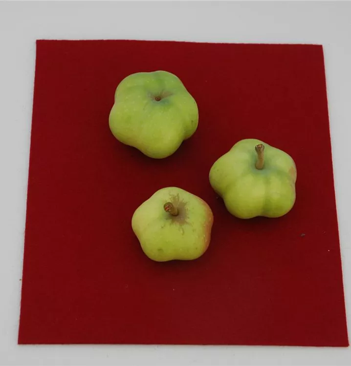 Apfel 'Sternapfel' spät - Malus 'Sternapfel' CAC - Collection