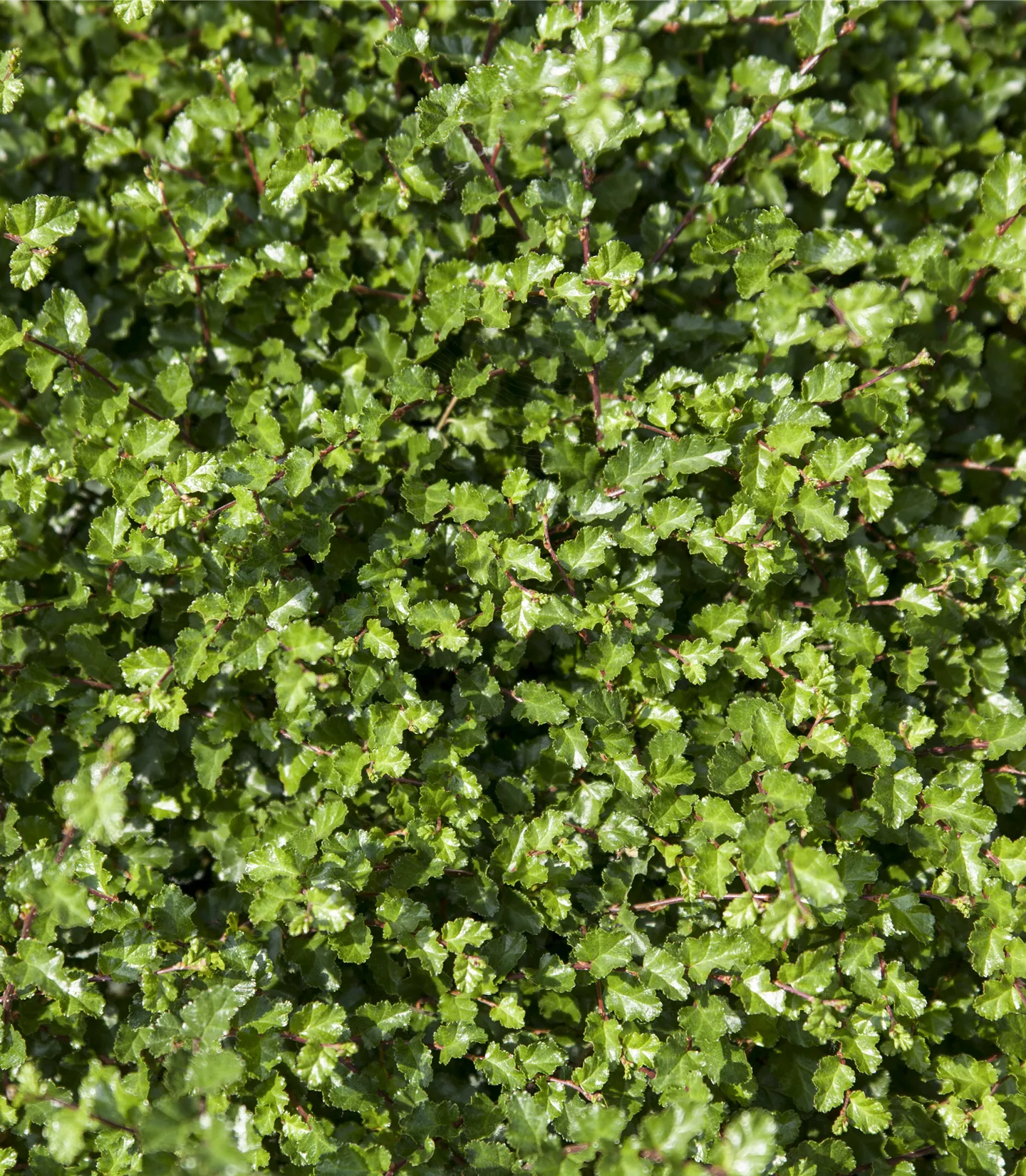 Nothofagus antarctica - Collection