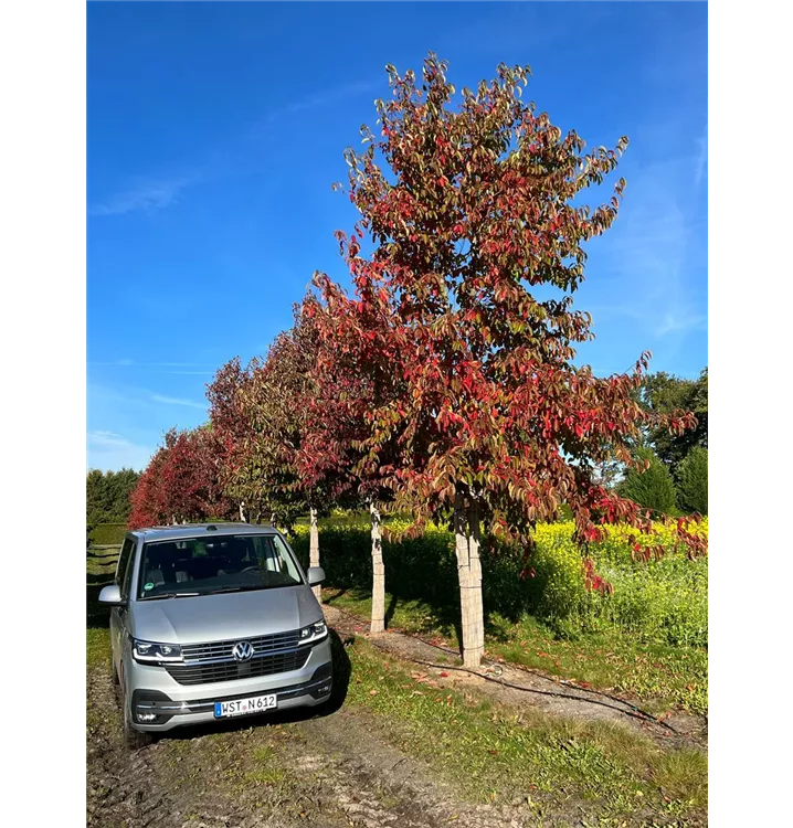 Chinesischer Tupelobaum - Nyssa sinensis - Collection