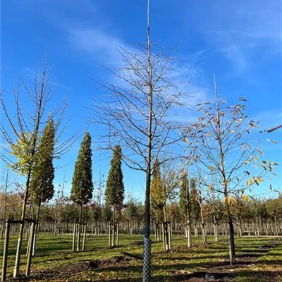 Sol Baum 5xv mDb Krbr. 100-150 25- 30 - Wald-Tupelobaum - Nyssa sylvatica - Collection